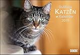 DuMonts Katzenkalender 2019 - Broschürenkalender - Wandkalender - mit Schulferienterminen - Format 42 x 29 cm: mit kurzweiligen Katzengeschichten by