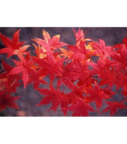 40+ Albero Giapponese Viola Lilla SEMI/HARDY PERENNE FRAGRANT