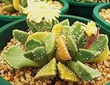 Semillas de alta germinaciÃ³n