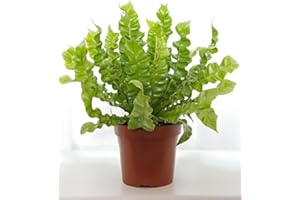 CAMBRIDGE BEE Asplenium Nidus 'Crispy Wave' - Birds Nest Fern - houseplant | Height 30 cm | Pot 12 cm | Easy Maintenance