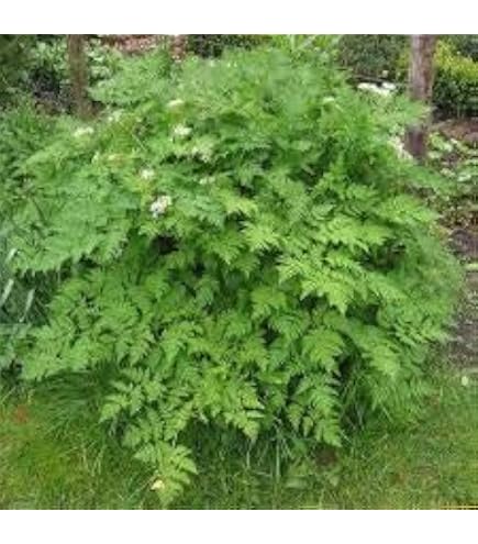 Graines Artemisia Annua (Armoise) - 200 Graines Médicinales | Plante Aromatique Et Medicinale Chinese