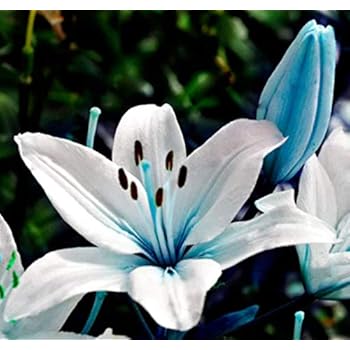 Qulista Samenhaus - 20pcs Selten duftend Asiatische gefüllte Lilie