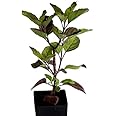 INGLIS PLANTOPIA Live Shyama tulsi plant (Ocimum Sanctum) with pot