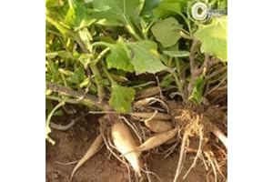 HORTIFLOR BUREAU Poire de terre Yacon (lot de 3 pieds)