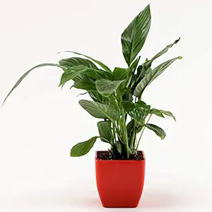 Ferns N Petals Plastic Pot With Peace Lily Plant, Red, 3 X 3 Inches