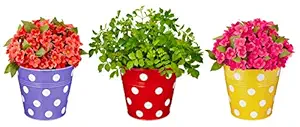 Amazon Brand - Solimo Corrosion Resistant Hanging Planter - Set of 3 (Round - Red, Yellow, Purple)