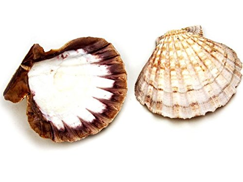 NaDeco® große Jakobsmuschel | Lyropecten Subnodosus | Kamm Muschel Groß | maritime Dekoration | Jacobsmuschel - 3