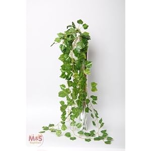 Weinhänger / Vitis rotundifolia 20x100 cm ( 171230 )