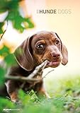Hunde 2015 - Dogs - Bildkalender A3 - Tierkalender by 