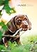 Hunde 2015 - Dogs - Bildkalender A3 - Tierkalender by 