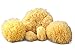 Natural Sea Sponges Multi Pack the Perfect Spa Gift Set to Pamper Moms, Brides, Girlfriends, Teens; Gentle, Hypoallergenic, Great for Bath, Shower & Facial Cleansing by Constantia Beauty TM with BONUSES!