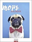 Mops. Wandkalender 2020. Monatskalendarium. Spiralbindung. Format 34 x 44 cm by 