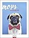 Mops. Wandkalender 2020. Monatskalendarium. Spiralbindung. Format 34 x 44 cm by 