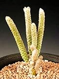 Semillas de alta germinaciÃ³n