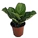 Produktbild PLAT FIRM GERMINATIONSAMEN: Hirt Fiddleleaf Feigenbaum - Ficus - Große Indoor-Baum - Easy - 4" Pot