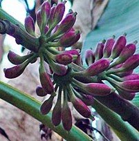 ★★ Essbare Blaue Banane ★★ -musa itinerans- 10 Samen -Winterhart bis -20 Crad-