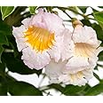 Radermachera Summerscent | Asian Bell | Fragrant Flower Plant