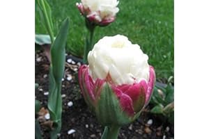 FLOWER FIELD STORY 6 Pezzi Bulbi Di Tulipano Bulbi Da Fiore Piante Ornamentali Da Giardino Gelato Raro Tulipani Piacere Visivo Unico Perenni Esotiche