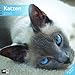Katzen 30 x 30 cm 2010 by 