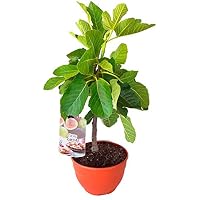 Frutales | Amazon.es