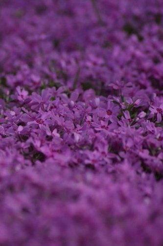 Preisvergleich Produktbild Violet Notebook