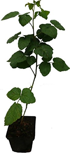 Dornenlose Taybeere - Buckingham Tayberry - Pflanze