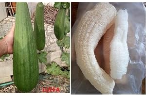 GHINO DI TACCO SEMI DI LUFFA