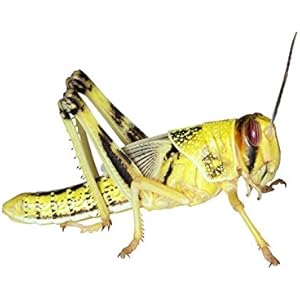 Heuschrecken 10 Stück subadulte Wüstenheuschrecken Futterinsekten Reptilienfutter