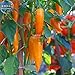 Produktbild 2018 heißen bulgarischen Chilli Chilli Carrot Seed