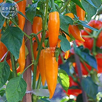 Preisvergleich Produktbild 2018 heißen bulgarischen Chilli Chilli Carrot Seed