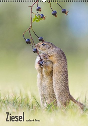 Ziesel (Wandkalender 2017 DIN A2 hoch): Wildlebende Ziesel - auch Europäische Erdhörnchen genannt - sind einfach fotogen. (Monatskalender, 14 Seiten) (CALVENDO Tiere)