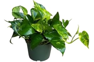 DECOALIVE Potho Planta de Interior Epipremnum Aureum Planta Natural