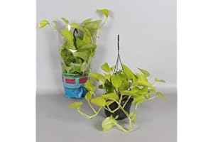 Plant Theory 15cm Golden Pothos Indoor Trailing Houseplant Devils Ivy Epipremnum Pinnatum 12cm Pot