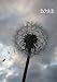 Kalender 2012 - Pusteblume: 1 Woche pro Doppelseite, DIN A 5 by 