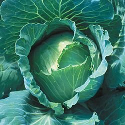 PREMIER SEEDS DIRECT - CABBAGE - COPENHAGEN MARKET - 800 SEEDS