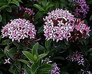 JS STOCKS Rare Grafted Dark Red (Chethi) Ixora coccinea Healthy Live Plant