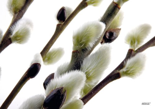 Tischsets Platzsets abwaschbar Weidenkätzchen von ARTIPICS 4er-Set Kunststoff 42x30 cm