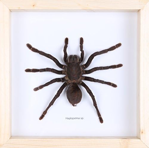 The Giant Bird Eating Tarantula (Haplopelma minax) Shadow Box Frame – Natural History Taxidermy Home Decor
