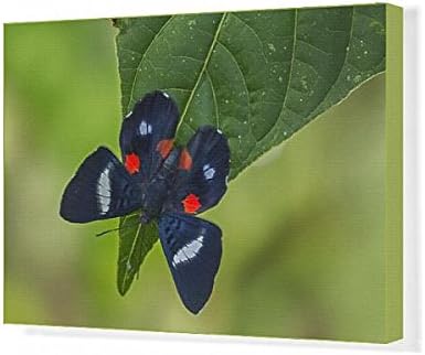 20x30 Canvas Print of butterfly, Red-spotted Metalmark / Martia Metalmark (14586462)