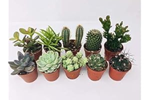 BRYNCIR GARDEN CENTRE 10 Mixed Indoor Plants - 5 Succulents - 5 Cactus Plants in 5.5cm Pots - Indoor Plant Gifts