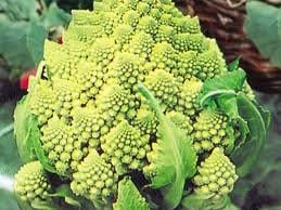 Broccoli Romanesco natalino