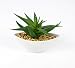 Produktbild Künstliche Aloe Vera im Keramiktopf, grün, 12 cm - Künstliche Sukkulente / Mini Kunstpflanze - artplants