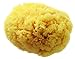 Hydrea London Grass Sea Sponge for Bath 6 to 6.5-inch