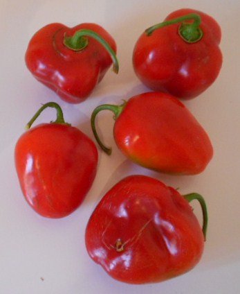 Baumchili Rocoto Red 10 Korn ***Super Ertrag und große Früchte***