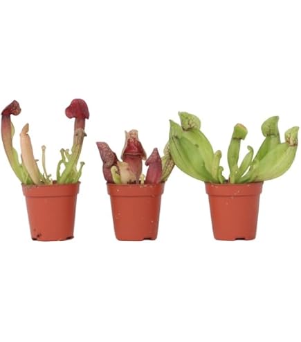 Plante Carnivore Heliamphora - Cruche Des Marais - Pot 9cm - Plante Rare Et Originale