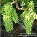 Produktbild PlenTree Wholesale Green Grape Seed Sweet And Delicious Fruit Fruiting Bonsai Villa Grapes 10 Seeds/Pack