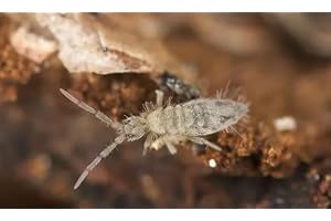 Essex Reptile Live Springtail Starter Colony 32g - Approx 250 Springtails - Bio Active Custodians