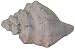 Produktbild LS Design XL Muschel Antik Grau Badezimmer Maritim Bad-Deko Objekt Südsee Karibik 19x12x11cm groß