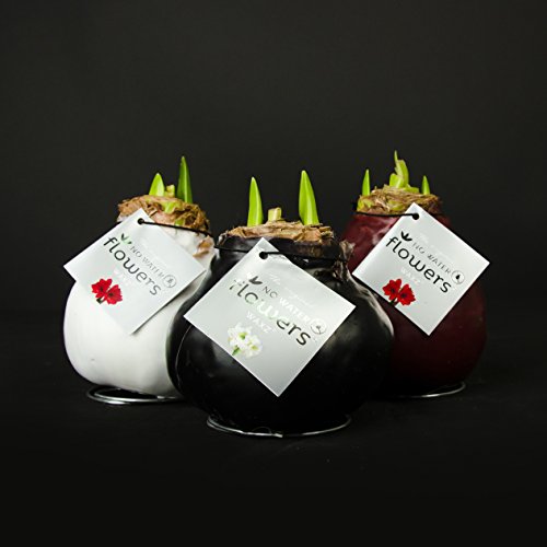 Amaryllis XXl gewachst (WEISS), Zimmerpflanzen, Zwiebeln, besonders