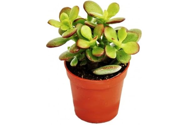 Exotenherz - Crassula portulacea minor – pennigträd – i 5,5 cm kruka